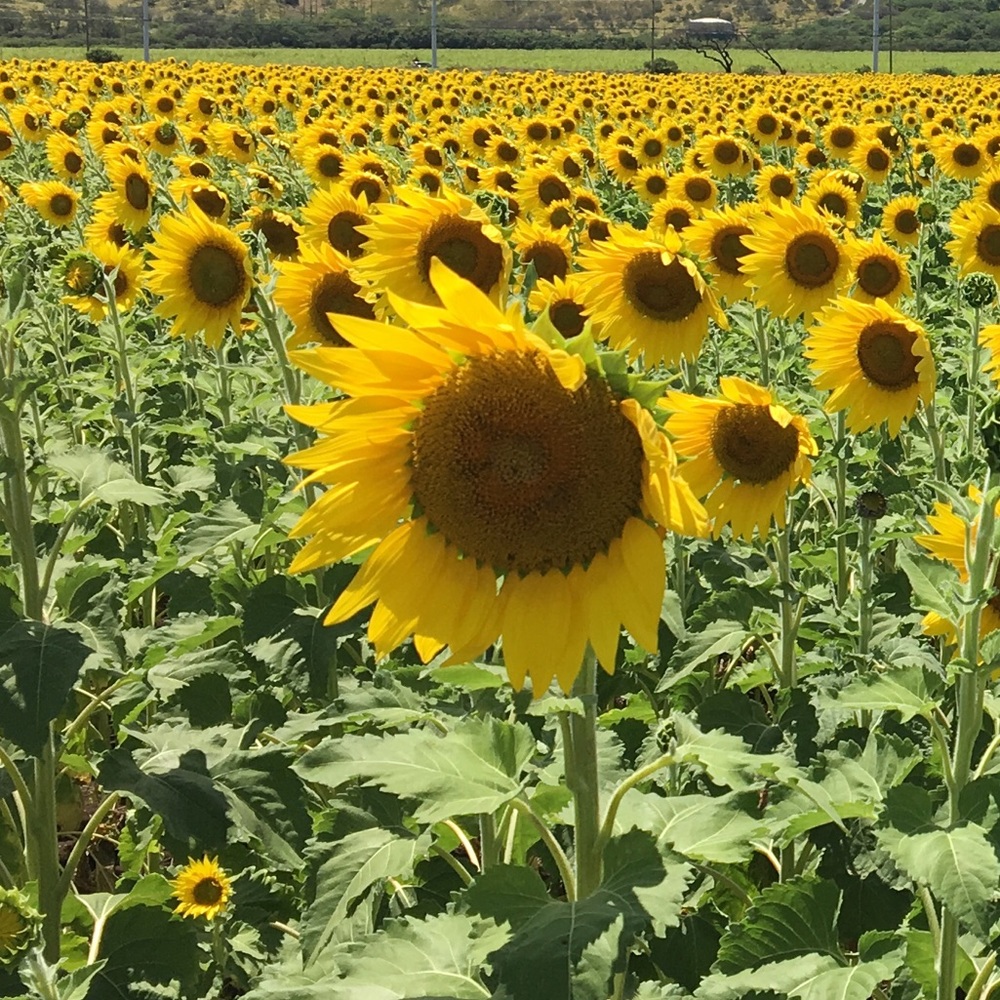 Meet your Posher, Karie